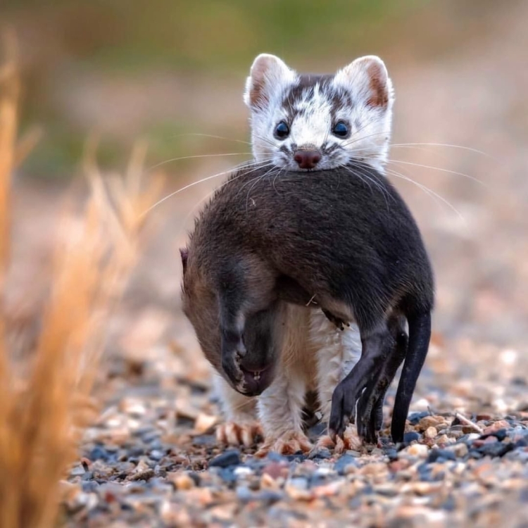 Ласка обыкновенная (Mustela nivalis)