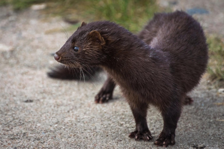 Ласка обыкновенная (Mustela nivalis)