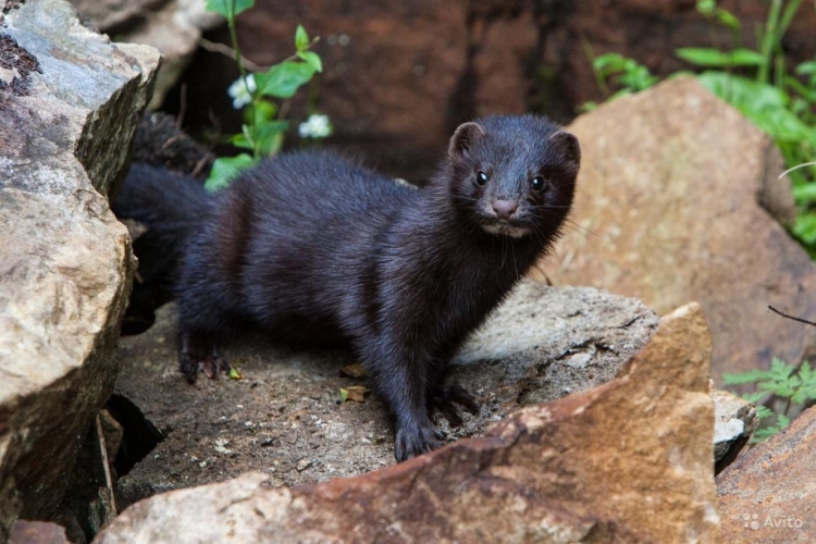 Американская норка (Mustela Vison)