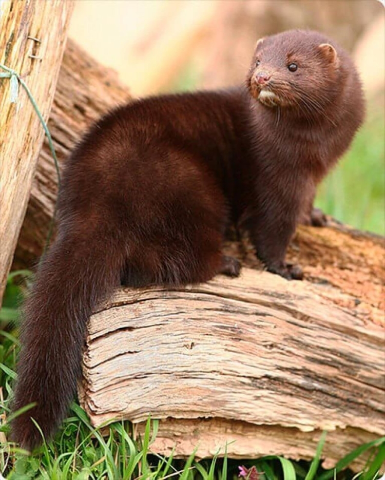 Горностай (Mustela erminea)