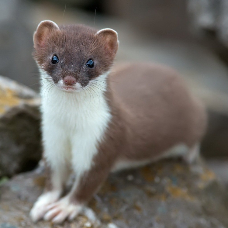 Европейская норка Mustela lutreola (Linnaeus, 1761)