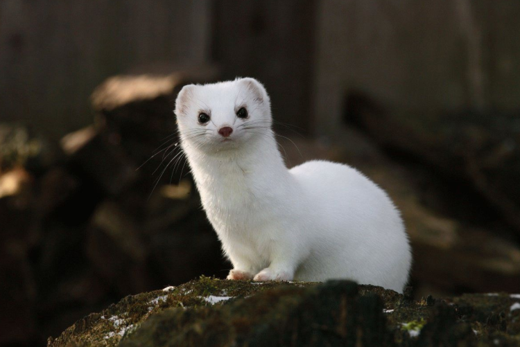Mustela lutreola норка