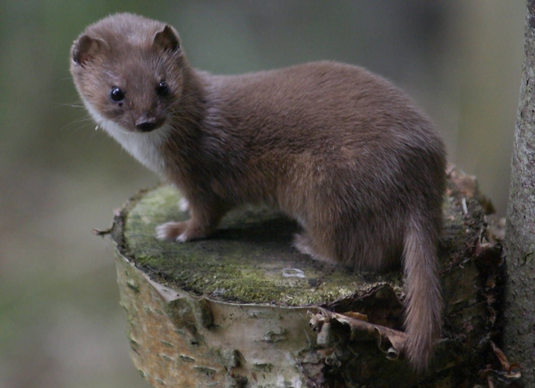 Горностай (Mustela erminea)