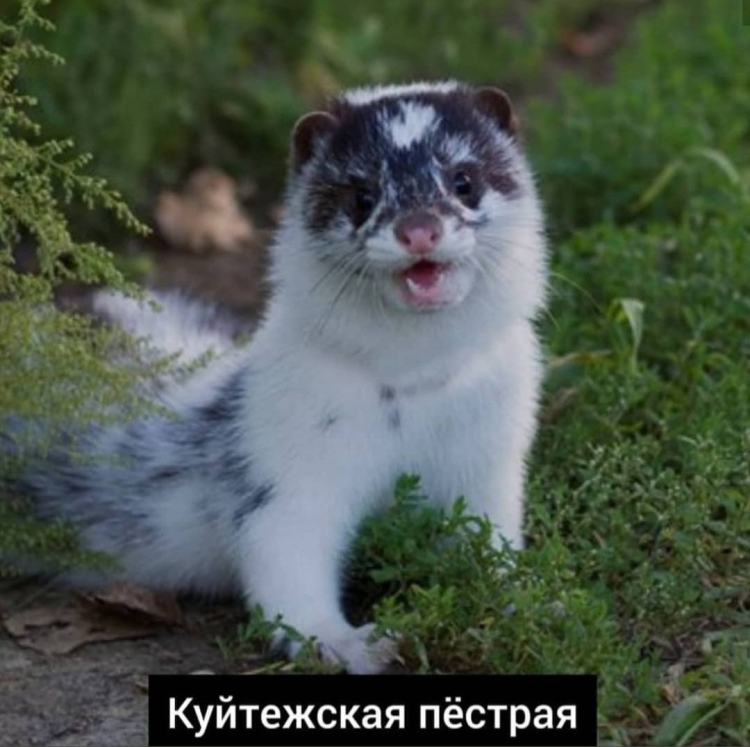 Воронежский биосферный заповедник горностай