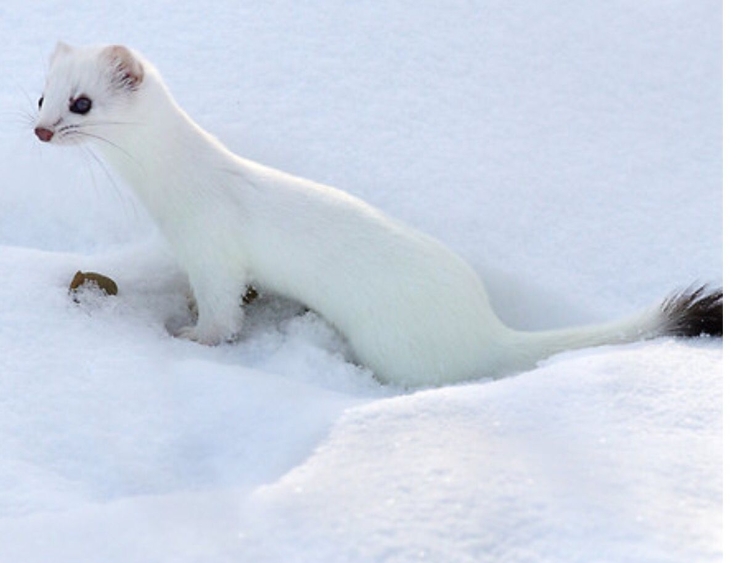 Американская норка (Mustela Vison)