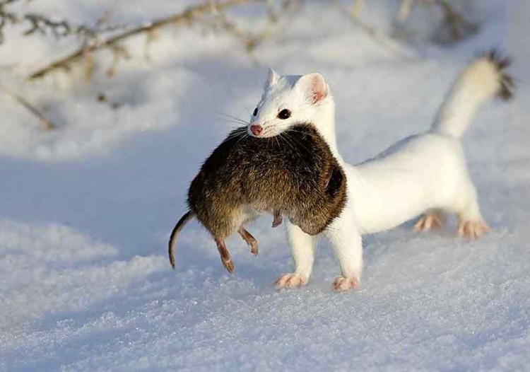 Американская норка (Mustela Vison)