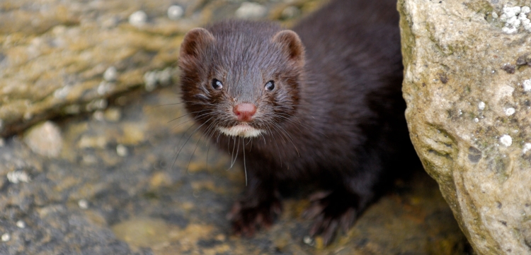 Горноста́й (лат. Mustela erminea)