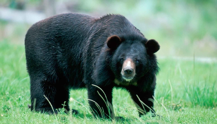 Азиатский черный медведь