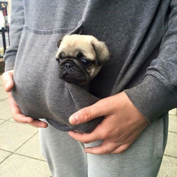 Мопс черный