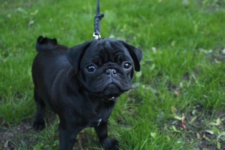 Мопс Mini