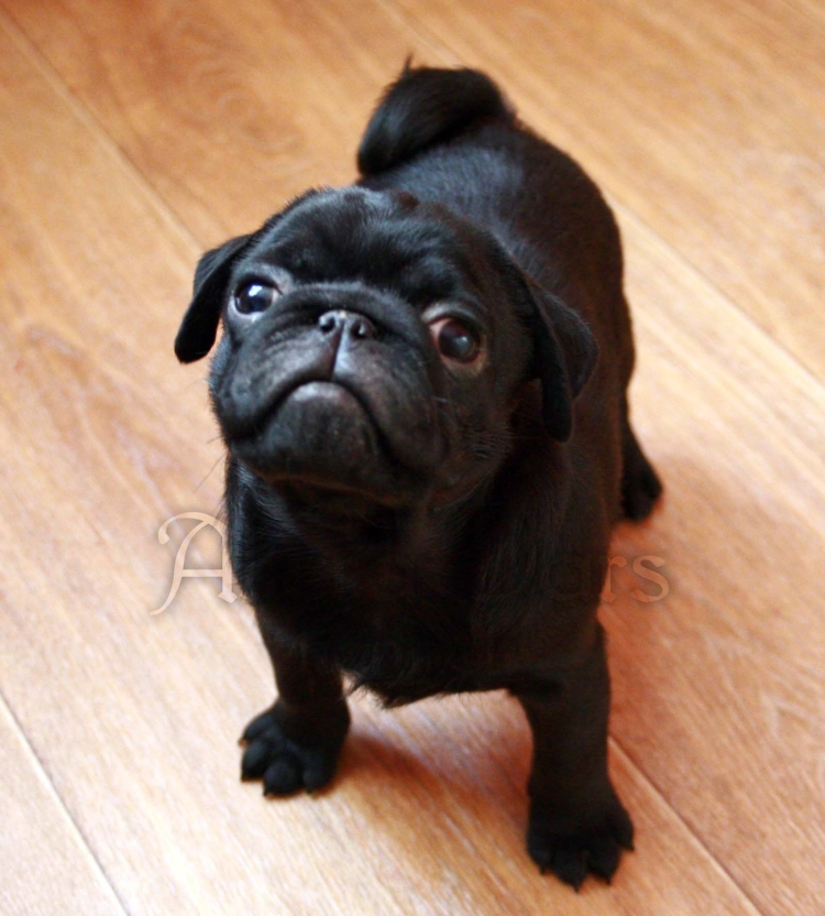Black Pug with hair