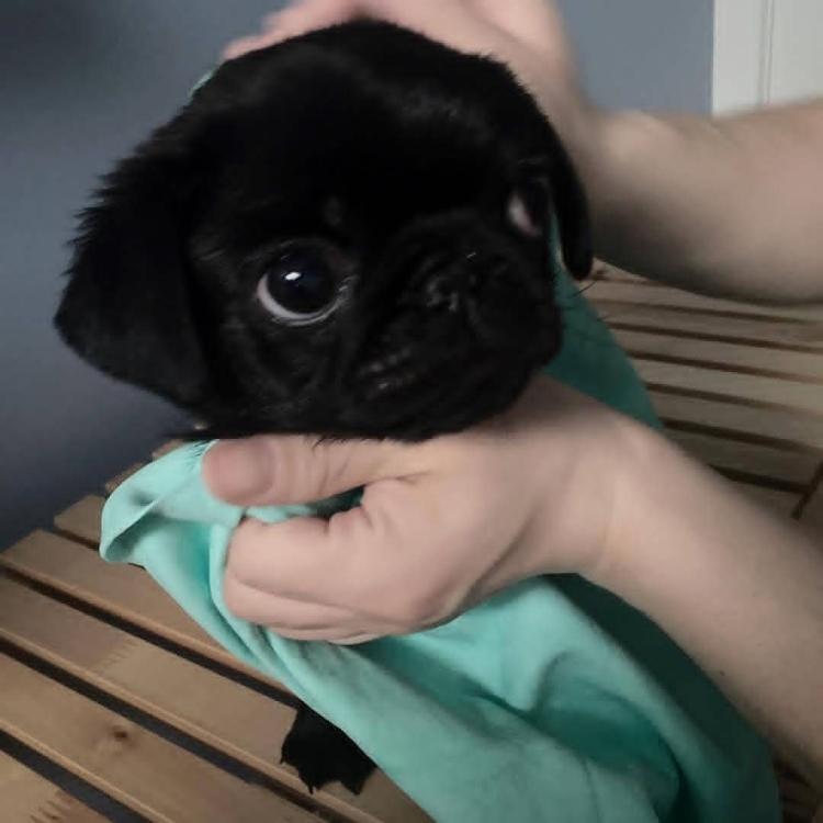 Blacked Pug перевод