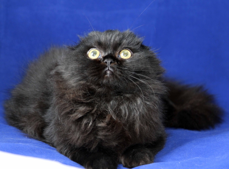 Шотландская вислоухая кошка черная длинношерстная