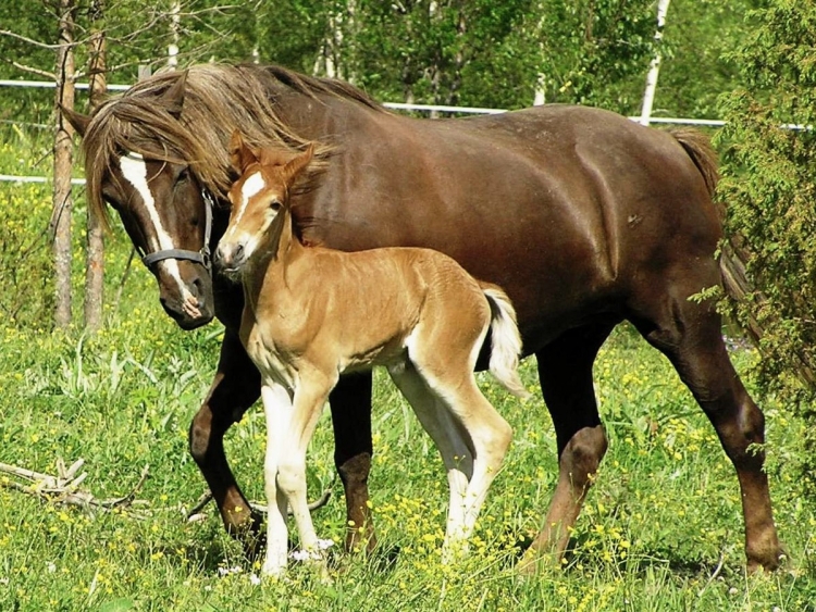Лошадь с жеребенком