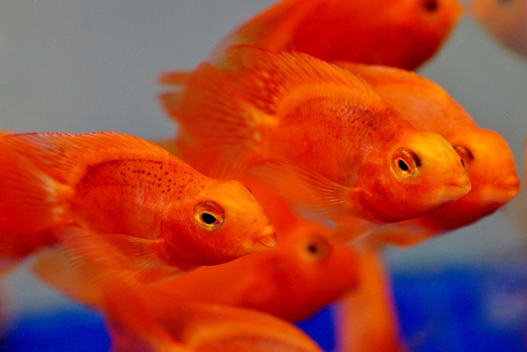 Оранжевые рыбки аквариумные