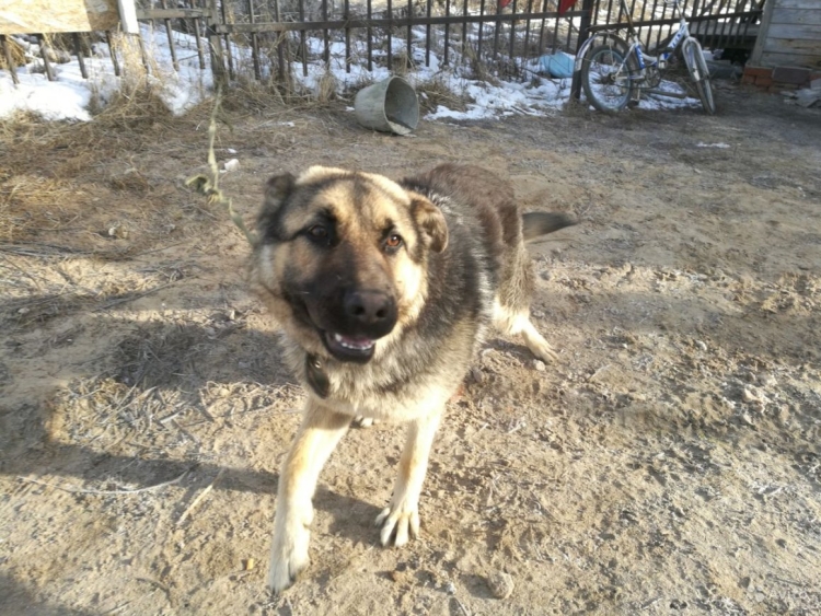 Кавказская овчарка с дворнягой