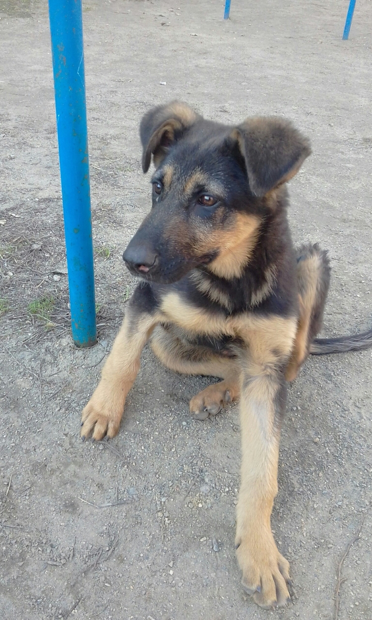 Щенок немецкой овчарки зима