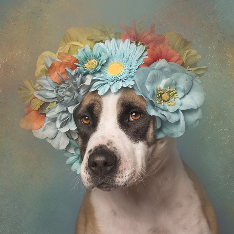 Собаки с цветами