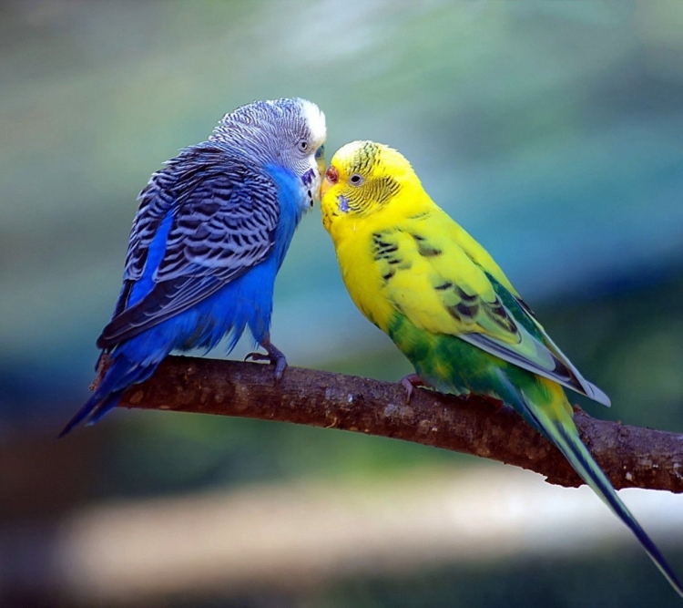Окрасы волнистых попугаев