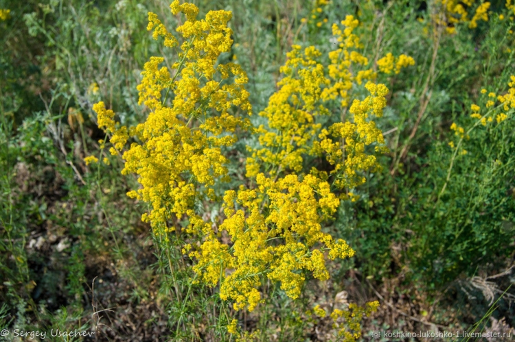 Лекарственное растение с желтыми цветами