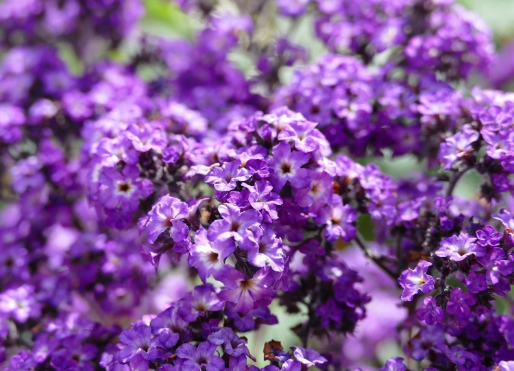 Мелкие фиолетовые цветы