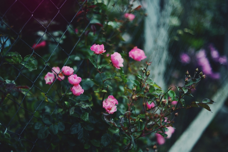 Цветущий кустарник с розовыми цветами