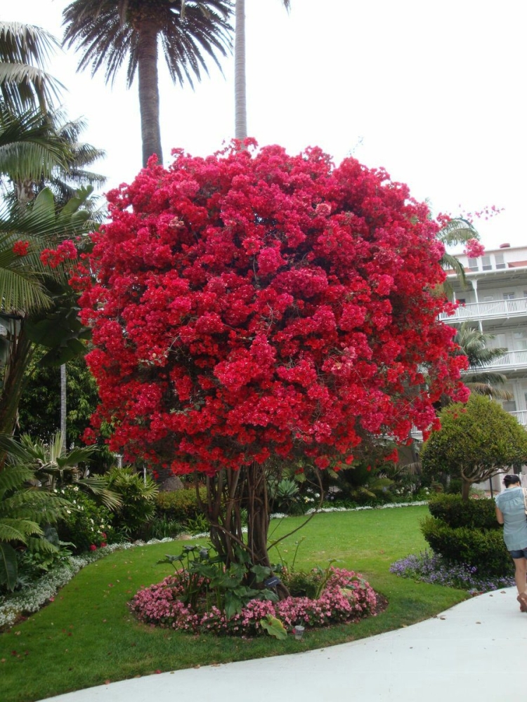 Деревья цветущие красными цветами