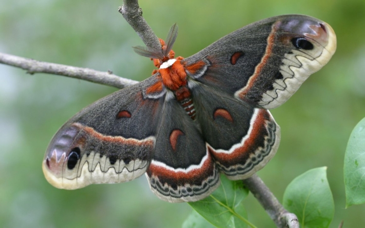 Бабочки подмосковья и их гусеницы