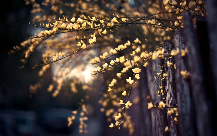 Tabebuia chrysantha