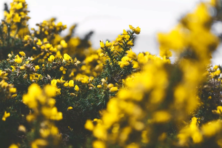 Blooming Forsythia
