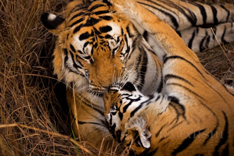 Фотообои Тигры