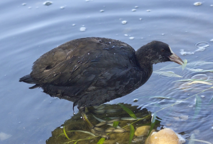 Водоплавающая птица черная