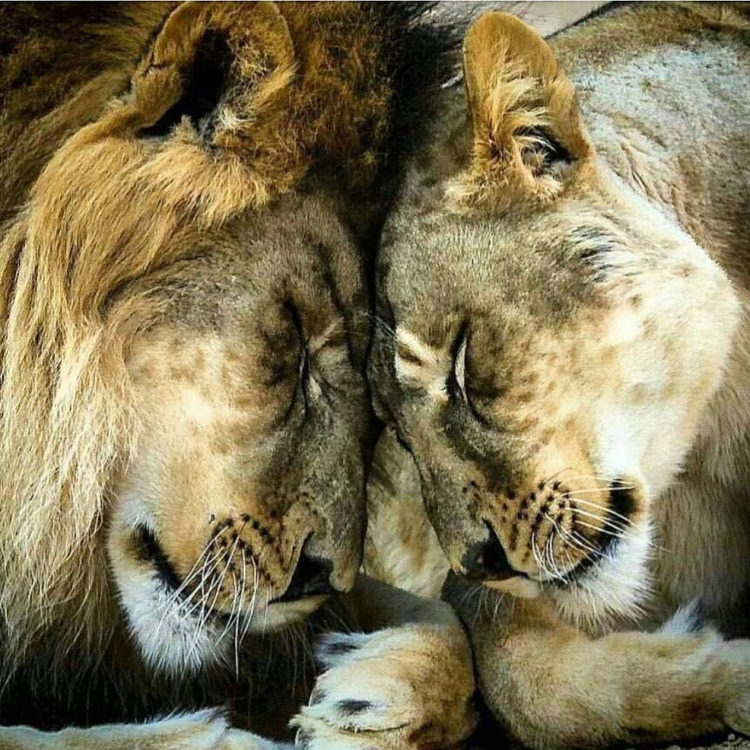 Лев и львица нежность
