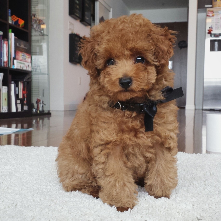 Maltipoo черная