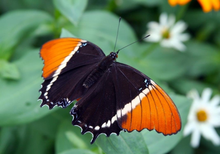 Оранжевая бабочка с черными пятнами