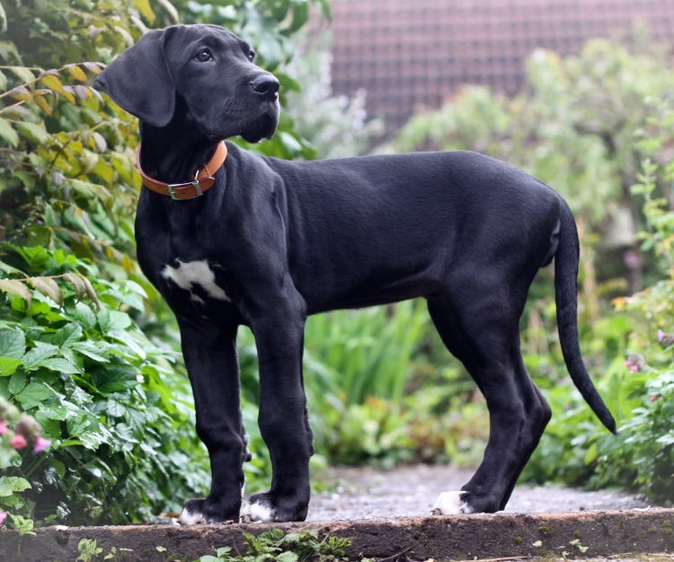 Черная гладкошерстная собака порода