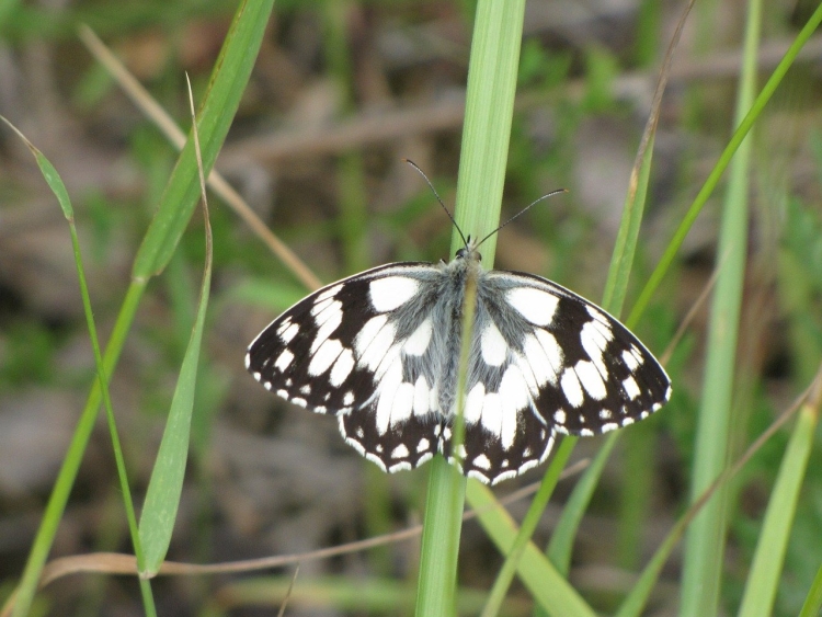 Бабочка белая с черными полосками