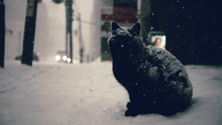 Черный кот эстетика