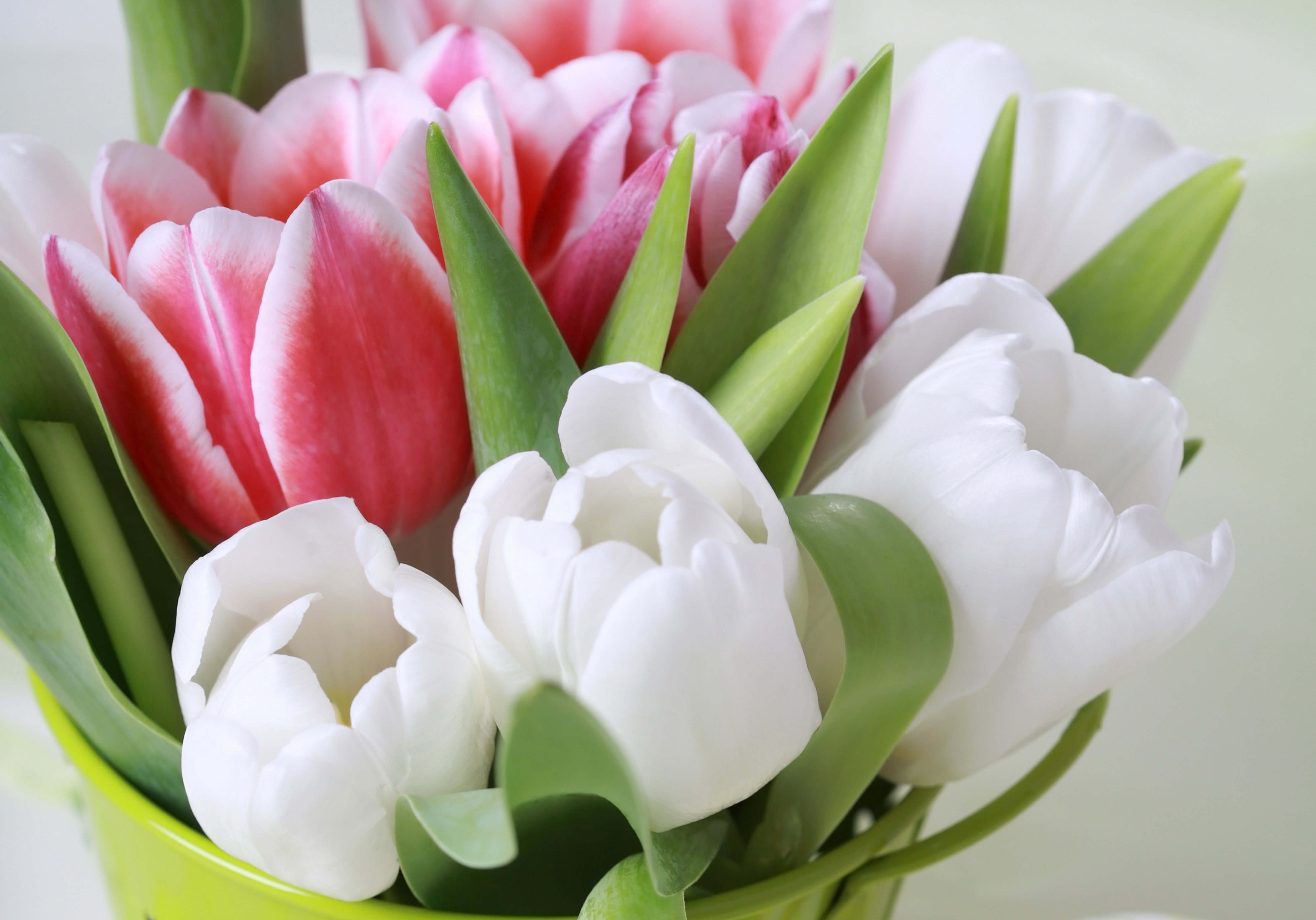 Сколько дарят цветов тюльпанов. Тюльпан пионовидный белый. Пионовидные тюльпаны белые. Букет белых пионовидных тюльпанов. Лаймовые тюльпаны.