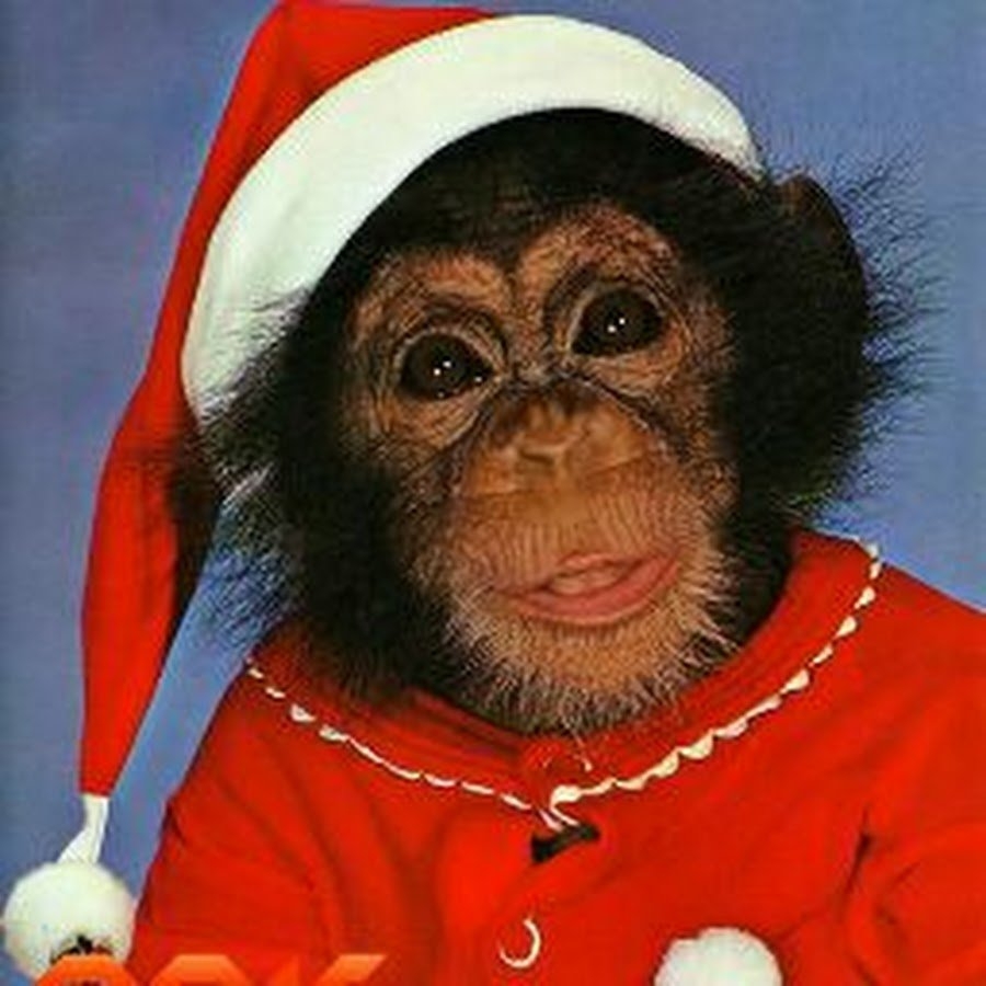 Новый год обезьян. Новогодняя обезьянка. Обезьяна в одежде. Обезьяна в новогодней шапке. Накрашенная обезьяна.