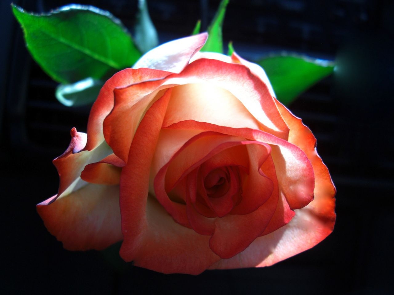 Прикольные розы картинки. Открытки с розами. Красивые розы. Розы для Танечки. Розы картинки.