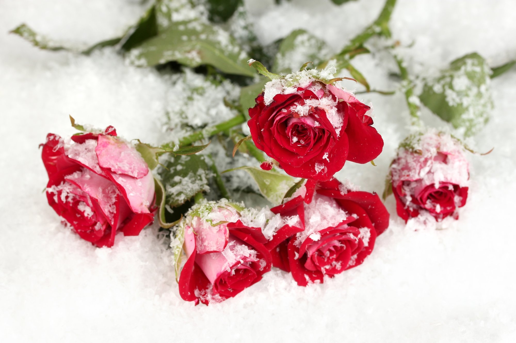 Розы снег красиво. Зимние цветы. Розы на снегу. Розы в снегу фото. Букет роз на снегу.
