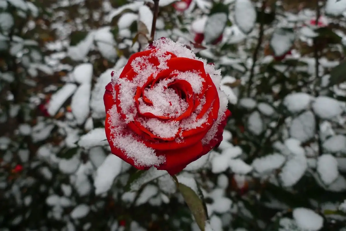 Красная роза на снегу (52 фото)