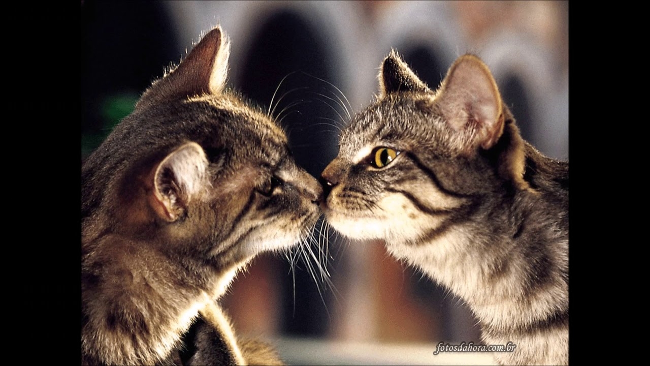 Мама трется киской. Влюбленный котик. Кошки любовь. Влюбленные коты. Поцелуй кошек.