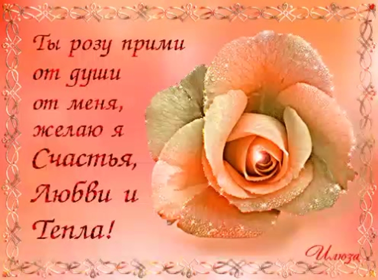 Котики с цветами для хорошего настроения