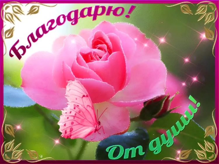 Самые красивые розы для тебя