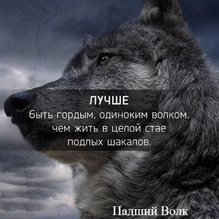 Цитаты Волков