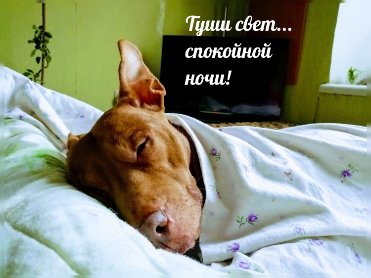 Спокойной ночи Лисичка