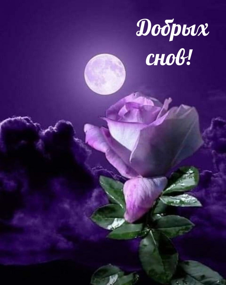 Доброй ночи красивые