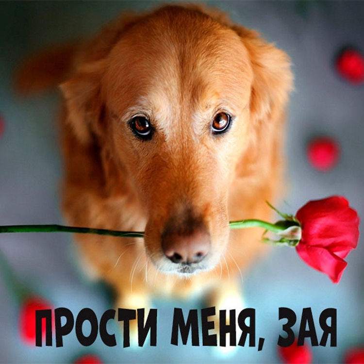 Открытки прощение от внучки